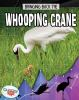 Bringing_back_the_whooping_crane