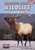 Yellowstone-Teton_wildlife